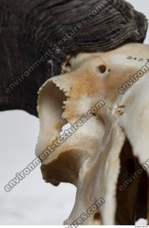 mouflon skull 0006